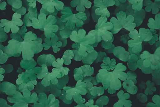 A high angle shot of clover leaves floating on the water