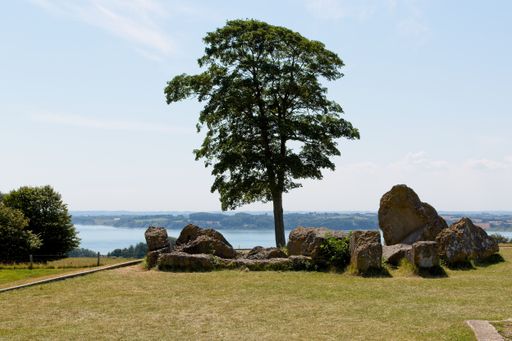 A tree surrounded by large stones