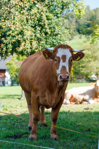 A shallow focus shot of a cow at a farm