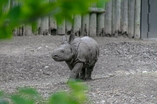 A white rhinoceros walking in a field surrounded by woods and greenery under sunlight