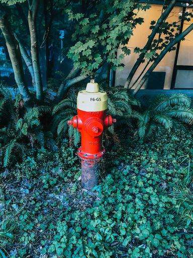 A vibrant picture of a red fire-hydrant amongst dark green trees.