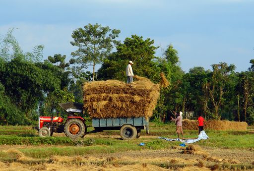 A farmer and his family gather the harvest using a tractor and trailer, in the Terai lowlands, located in the Chitwan District, in south central Nepal