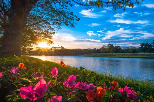A beautiful shot of cute flowers in a park near a lake during a sunset