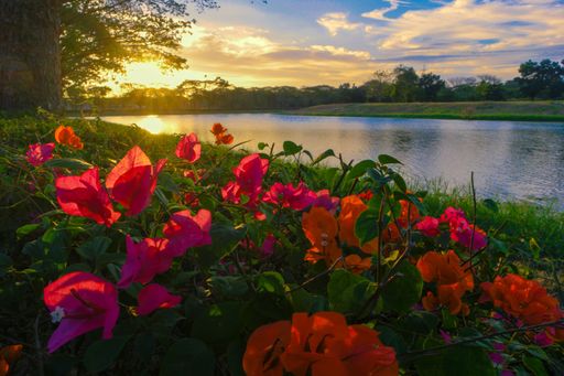 A beautiful shot of cute flowers in a park near a lake during a sunset