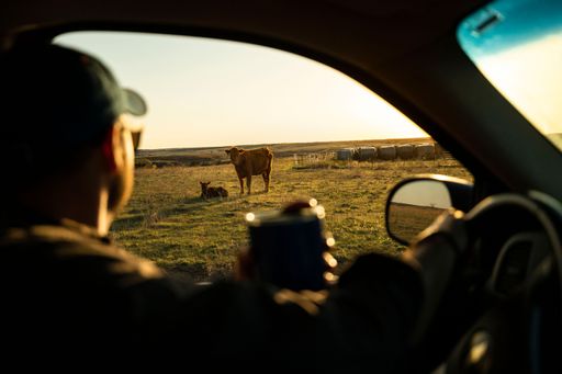 A cattleman checking cattle while drinking coffee at sunrise
