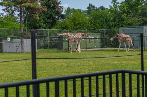 A field with giraffes on it surrounded by metallic fences and greenery in a zoo
