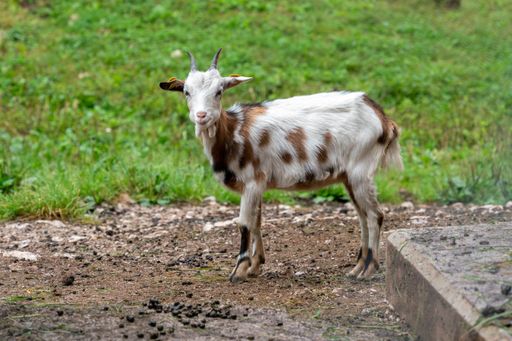 The close-up view of a Tauernscheck goat by the grass field