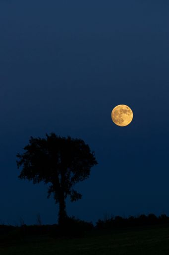 A scenic vertical shot of a tree silhouette under a supermoon in a dark blue night sky