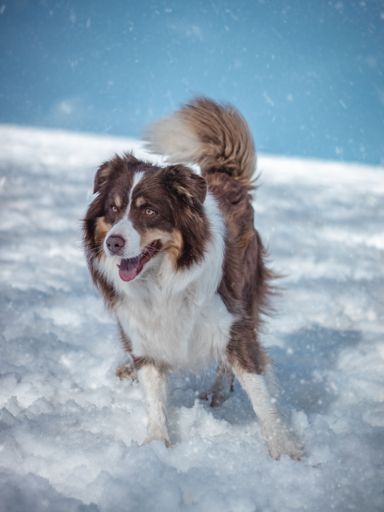 A vertical closeup shot of an Australian shepherd in snowy mountains, Czech Republic