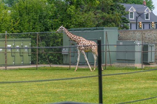 A giraffe walking in a field surrounded by metallic fences and greenery under sunlight in a zoo