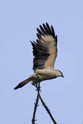 a vertical Low angle shot of a hawk spread wings perched on  tree branch against a clear blue sky