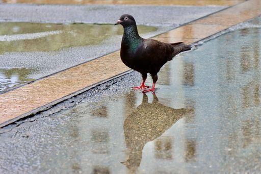 A closeup shot of a dark pigeon perched in a puddle