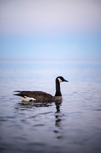 A vertical shot of a Canadian goose floating on a blue pond surface