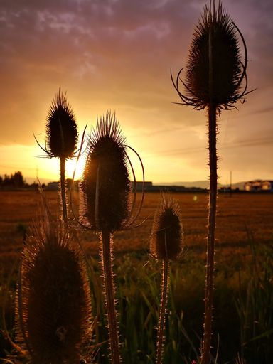 A vertical shot of teasel plant silhouettes on a bright sunset background
