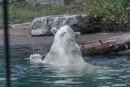 A polar bear in the water surrounded by greenery and branches in a zoo under sunlight