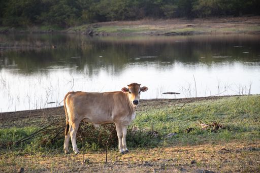 A brown cow near a pond in nature