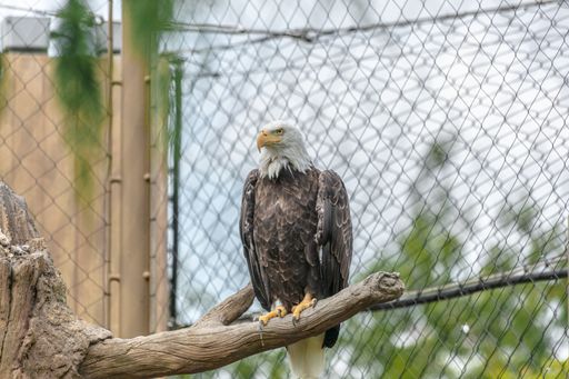 A bald eagle with a yellow beak sitting on a tree branch surrounded by chain-link fences in a zoo