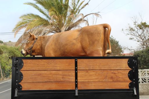 A brown cow in a truck