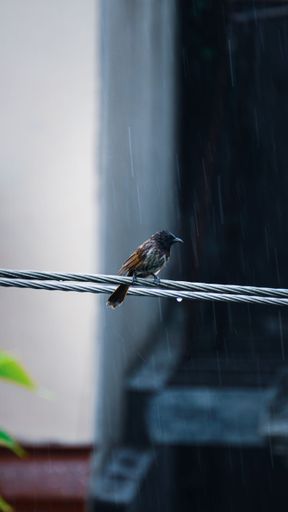 A vertical shot of a Red Vented Bulbul in rain, India