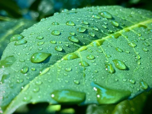 A closeup shot of raindrops on a leaf