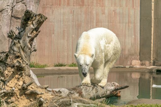 A polar bear on a tree branch near a lake under the sunlight in a zoo