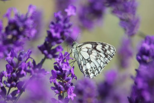 A closeup of a Marbled white butterfly, Melanargia galathea speckled on lavender flowers in a garden