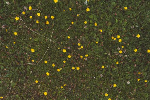 A top view of yellow flowers of Hieracium on a lawn