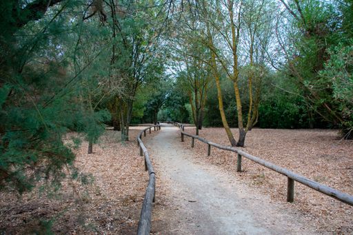 A beautiful walking path through a park with fallen leaves in early autumn in the morning