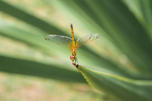 scarlet skimmer- golden dragonfly on a blur background