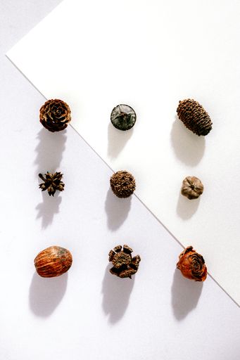 A top view of different pine cones and tree seeds arranged on a white surface