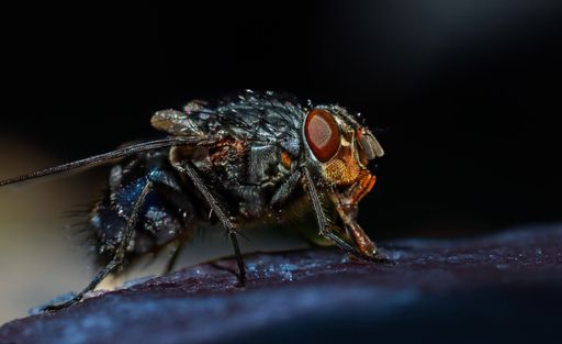 A macro shot of a gray fly with red eyes on a wet surface