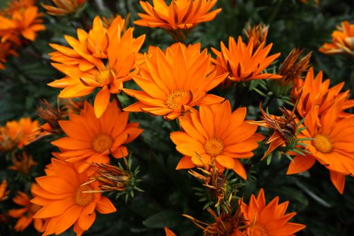 A closeup shot of blooming orange African daisies on a field
