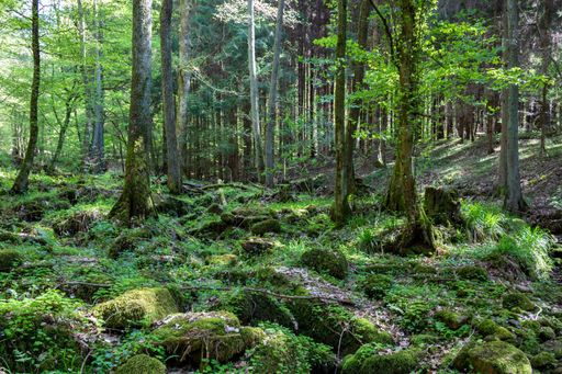 A high angle shot of a beautiful forest