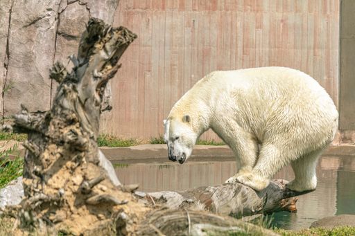 A polar bear standing on a tree branch surrounded by water under sunlight in a zoo