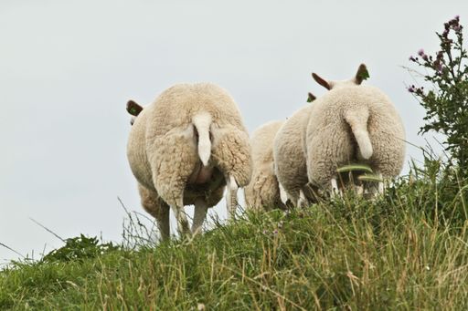 The funny fluffy sheep on the green hillside, shot from behind