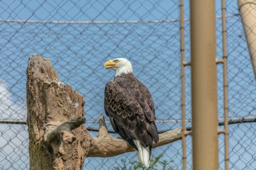 A Bald eagle sitting on a tree branch surrounded by chain-link fences in a zoo under sunlight