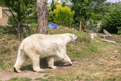 A polar bear walking through a pathway surrounded by rocks and greenery under sunlight in a zoo