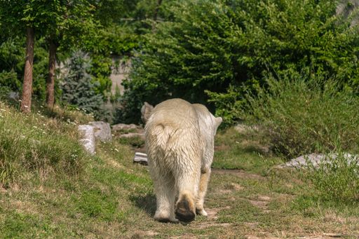 A Polar bear walking through a park covered in greenery surrounded by buildings under sunlight