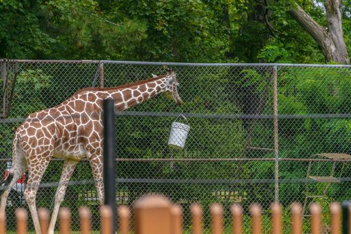 A giraffe walking in a field surrounded by metallic fences and greenery under sunlight in a zoo