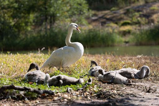 A closeup shot of a white mute swan standing near the shore with her cygnets in the daylight