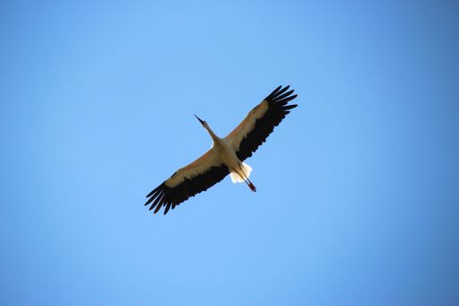 A low angle shot of a white stork bird flying in the blue sky