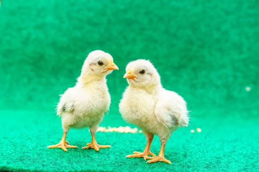 A closeup of two yellow Serama chicks on a artificial grass background