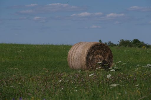 A hay bale in the green field