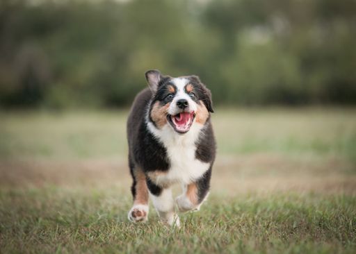 An Australian Shepherd puppy running in a meadow