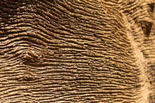 A selective focus shot of corrugated wooden texture