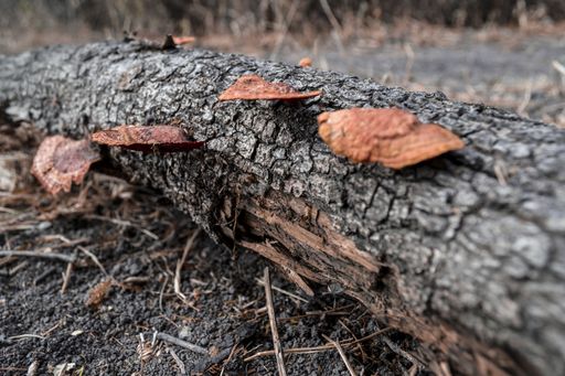 A closeup shot of red fungus growing on a fallen tree trunk