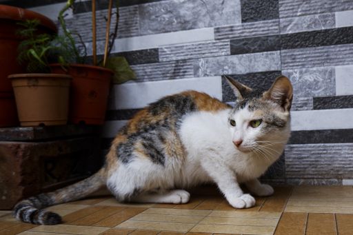 A tri-color cat chasing a mouse at home