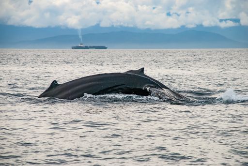A closeup shot of two humpback whales cruising in the coast of Vancouver, BC, Canada