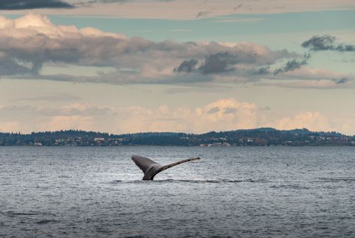 A beautiful shot of a humpback whale diving in the coast of Vancouver, BC, Canada