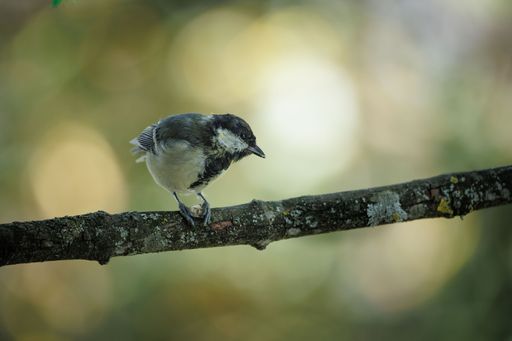A closeup of a cute Great tit bird perched on a twig isolated on a blurred background